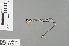  ( - RMNH.INS.228353)  @13 [ ] CreativeCommons - Attribution Non-Commercial Share-Alike (2013) Unspecified Naturalis, Biodiversity Centre