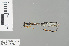  (Protosticta satoi - RMNH.INS.228714)  @12 [ ] CreativeCommons - Attribution Non-Commercial Share-Alike (2013) Unspecified Naturalis, Biodiversity Centre