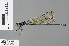  ( - RMNH.INS.229193)  @13 [ ] CreativeCommons - Attribution Non-Commercial Share-Alike (2013) Unspecified Naturalis, Biodiversity Centre