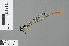  ( - RMNH.INS.229202)  @13 [ ] CreativeCommons - Attribution Non-Commercial Share-Alike (2013) Unspecified Naturalis, Biodiversity Centre