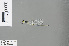  ( - RMNH.INS.229207)  @13 [ ] CreativeCommons - Attribution Non-Commercial Share-Alike (2013) Unspecified Naturalis, Biodiversity Centre