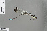  ( - RMNH.INS.229762)  @13 [ ] CreativeCommons - Attribution Non-Commercial Share-Alike (2013) Unspecified Naturalis, Biodiversity Centre