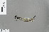  (Platysticta maculata - RMNH.INS.229765)  @12 [ ] CreativeCommons - Attribution Non-Commercial Share-Alike (2013) Unspecified Naturalis, Biodiversity Centre