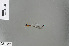  ( - RMNH.INS.229772)  @12 [ ] CreativeCommons - Attribution Non-Commercial Share-Alike (2013) Unspecified Naturalis, Biodiversity Centre