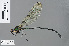  ( - RMNH.INS.500146)  @14 [ ] CreativeCommons - Attribution Non-Commercial Share-Alike (2013) Unspecified Naturalis, Biodiversity Centre