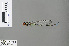  ( - RMNH.INS.500376)  @12 [ ] CreativeCommons - Attribution Non-Commercial Share-Alike (2013) Unspecified Naturalis, Biodiversity Centre