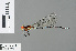  (Palaiargia charmosyna - RMNH.INS.500580)  @11 [ ] CreativeCommons - Attribution Non-Commercial Share-Alike (2013) Unspecified Naturalis, Biodiversity Centre