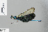  (Neurobasis ianthinipennis - RMNH.INS.500612)  @13 [ ] CreativeCommons - Attribution Non-Commercial Share-Alike (2013) Unspecified Naturalis, Biodiversity Centre