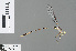  ( - RMNH.INS.500625)  @13 [ ] CreativeCommons - Attribution Non-Commercial Share-Alike (2013) Unspecified Naturalis, Biodiversity Centre