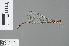  ( - RMNH.INS.500639)  @13 [ ] CreativeCommons - Attribution Non-Commercial Share-Alike (2013) Unspecified Naturalis, Biodiversity Centre