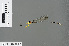  ( - RMNH.INS.501092)  @12 [ ] CreativeCommons - Attribution Non-Commercial Share-Alike (2013) Unspecified Naturalis, Biodiversity Centre