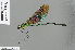  (Neurobasis longipes - RMNH.INS.501097)  @13 [ ] CreativeCommons - Attribution Non-Commercial Share-Alike (2013) Unspecified Naturalis, Biodiversity Centre
