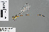  ( - RMNH.INS.501225)  @13 [ ] CreativeCommons - Attribution Non-Commercial Share-Alike (2013) Unspecified Naturalis, Biodiversity Centre