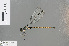  ( - RMNH.INS.501278)  @13 [ ] CreativeCommons - Attribution Non-Commercial Share-Alike (2013) Unspecified Naturalis, Biodiversity Centre