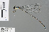  (Coeliccia cyaneothorax - RMNH.INS.501314)  @14 [ ] CreativeCommons - Attribution Non-Commercial Share-Alike (2013) Unspecified Naturalis, Biodiversity Centre