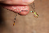  (Metaleptobasis minteri - RMNH.INS.501701)  @13 [ ] CreativeCommons - Attribution Non-Commercial Share-Alike (2013) Unspecified Naturalis, Biodiversity Centre
