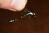  (Telebasis dunklei - RMNH.INS.501793)  @13 [ ] CreativeCommons - Attribution Non-Commercial Share-Alike (2013) Unspecified Naturalis, Biodiversity Centre