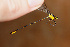  ( - RMNH.INS.501859)  @13 [ ] CreativeCommons - Attribution Non-Commercial Share-Alike (2013) Unspecified Naturalis, Biodiversity Centre