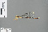  (Argiolestes tuberculiferus - RMNH.INS.501972)  @12 [ ] CreativeCommons - Attribution Non-Commercial Share-Alike (2013) Unspecified Naturalis, Biodiversity Centre