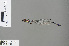  (Idiocnemis sp - RMNH.INS.502018)  @12 [ ] CreativeCommons - Attribution Non-Commercial Share-Alike (2013) Unspecified Naturalis, Biodiversity Centre