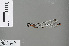  ( - RMNH.INS.502032)  @12 [ ] CreativeCommons - Attribution Non-Commercial Share-Alike (2013) Unspecified Naturalis, Biodiversity Centre