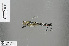  (Teinopodagrion - RMNH.INS.502035)  @13 [ ] CreativeCommons - Attribution Non-Commercial Share-Alike (2013) Unspecified Naturalis, Biodiversity Centre
