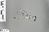  ( - RMNH.INS.502061)  @12 [ ] CreativeCommons - Attribution Non-Commercial Share-Alike (2013) Unspecified Naturalis, Biodiversity Centre