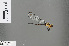  ( - RMNH.INS.502070)  @11 [ ] CreativeCommons - Attribution Non-Commercial Share-Alike (2013) Unspecified Naturalis, Biodiversity Centre