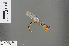  ( - RMNH.INS.502075)  @13 [ ] CreativeCommons - Attribution Non-Commercial Share-Alike (2013) Unspecified Naturalis, Biodiversity Centre