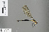  (Mesopodagrion - RMNH.INS.502079)  @13 [ ] CreativeCommons - Attribution Non-Commercial Share-Alike (2013) Unspecified Naturalis, Biodiversity Centre