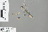  ( - RMNH.INS.502085)  @12 [ ] CreativeCommons - Attribution Non-Commercial Share-Alike (2013) Unspecified Naturalis, Biodiversity Centre
