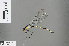  (Teinopodagrion meridionale - RMNH.INS.502087)  @13 [ ] CreativeCommons - Attribution Non-Commercial Share-Alike (2013) Unspecified Naturalis, Biodiversity Centre