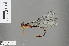  ( - RMNH.INS.502091)  @13 [ ] CreativeCommons - Attribution Non-Commercial Share-Alike (2013) Unspecified Naturalis, Biodiversity Centre
