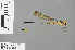  (Heteragrion bickorum - RMNH.INS.502100)  @12 [ ] CreativeCommons - Attribution Non-Commercial Share-Alike (2013) Unspecified Naturalis, Biodiversity Centre