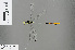  ( - RMNH.INS.502101)  @14 [ ] CreativeCommons - Attribution Non-Commercial Share-Alike (2013) Unspecified Naturalis, Biodiversity Centre