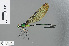 ( - RMNH.INS.502115)  @13 [ ] CreativeCommons - Attribution Non-Commercial Share-Alike (2013) Unspecified Naturalis, Biodiversity Centre