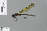  (Pentaphlebia n. sp - RMNH.INS.502559)  @12 [ ] CreativeCommons - Attribution Non-Commercial Share-Alike (2013) Unspecified Naturalis, Biodiversity Centre