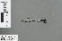  ( - RMNH.INS.502585)  @12 [ ] CreativeCommons - Attribution Non-Commercial Share-Alike (2013) Unspecified Naturalis, Biodiversity Centre