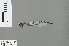  ( - RMNH.INS.503080)  @13 [ ] CreativeCommons - Attribution Non-Commercial Share-Alike (2013) Unspecified Naturalis, Biodiversity Centre