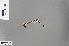  (Ceylonosticta walli - RMNH.INS.503239)  @13 [ ] CreativeCommons - Attribution Non-Commercial Share-Alike (2013) Unspecified Naturalis, Biodiversity Centre