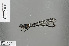  ( - RMNH.INS.503406)  @12 [ ] CreativeCommons - Attribution Non-Commercial Share-Alike (2013) Unspecified Naturalis, Biodiversity Centre