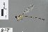  ( - RMNH.INS.503469)  @13 [ ] CreativeCommons - Attribution Non-Commercial Share-Alike (2013) Unspecified Naturalis, Biodiversity Centre