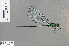  (Vestalis amabilis - RMNH.INS.503483)  @13 [ ] CreativeCommons - Attribution Non-Commercial Share-Alike (2013) Unspecified Naturalis, Biodiversity Centre