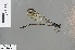  (Devadatta sp - RMNH.INS.503484)  @12 [ ] CreativeCommons - Attribution Non-Commercial Share-Alike (2013) Unspecified Naturalis, Biodiversity Centre