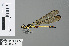  ( - RMNH.INS.503488)  @11 [ ] CreativeCommons - Attribution Non-Commercial Share-Alike (2013) Unspecified Naturalis, Biodiversity Centre