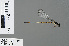  ( - RMNH.INS.503516)  @11 [ ] CreativeCommons - Attribution Non-Commercial Share-Alike (2013) Unspecified Naturalis, Biodiversity Centre