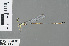 ( - RMNH.INS.503627)  @13 [ ] CreativeCommons - Attribution Non-Commercial Share-Alike (2013) Unspecified Naturalis, Biodiversity Centre