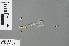  ( - RMNH.INS.503637)  @12 [ ] CreativeCommons - Attribution Non-Commercial Share-Alike (2013) Unspecified Naturalis, Biodiversity Centre