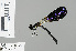  ( - RMNH.INS.503911)  @12 [ ] CreativeCommons - Attribution Non-Commercial Share-Alike (2013) Unspecified Naturalis, Biodiversity Centre