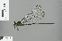  ( - RMNH.INS.503924)  @13 [ ] CreativeCommons - Attribution Non-Commercial Share-Alike (2013) Unspecified Naturalis, Biodiversity Centre